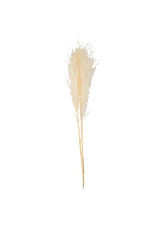 PAMPAS ΕΚΡΟΥ 80 CM 3 ΤΜΧ Beauty Home