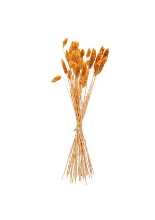 ΜΠΟΥΚΕΤΟ Phalaris ΜΟΥΣΤΑΡΔΙ 60cm – 50 ΤΜΧ Beauty Home