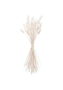 ΜΠΟΥΚΕΤΟ Phalaris ΦΥΣΙΚΗ 60cm – 50 ΤΜΧ Beauty Home